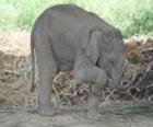 Μικρό ελέφαντα
